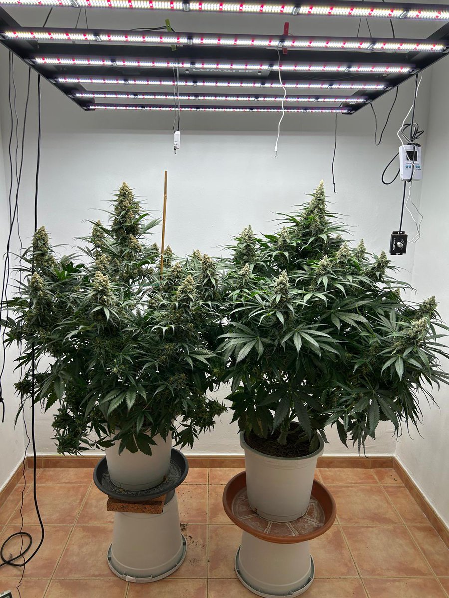 Do you prefer having more plants in smaller pots or fewer plants in larger pots? 👨🏽‍🌾🌵