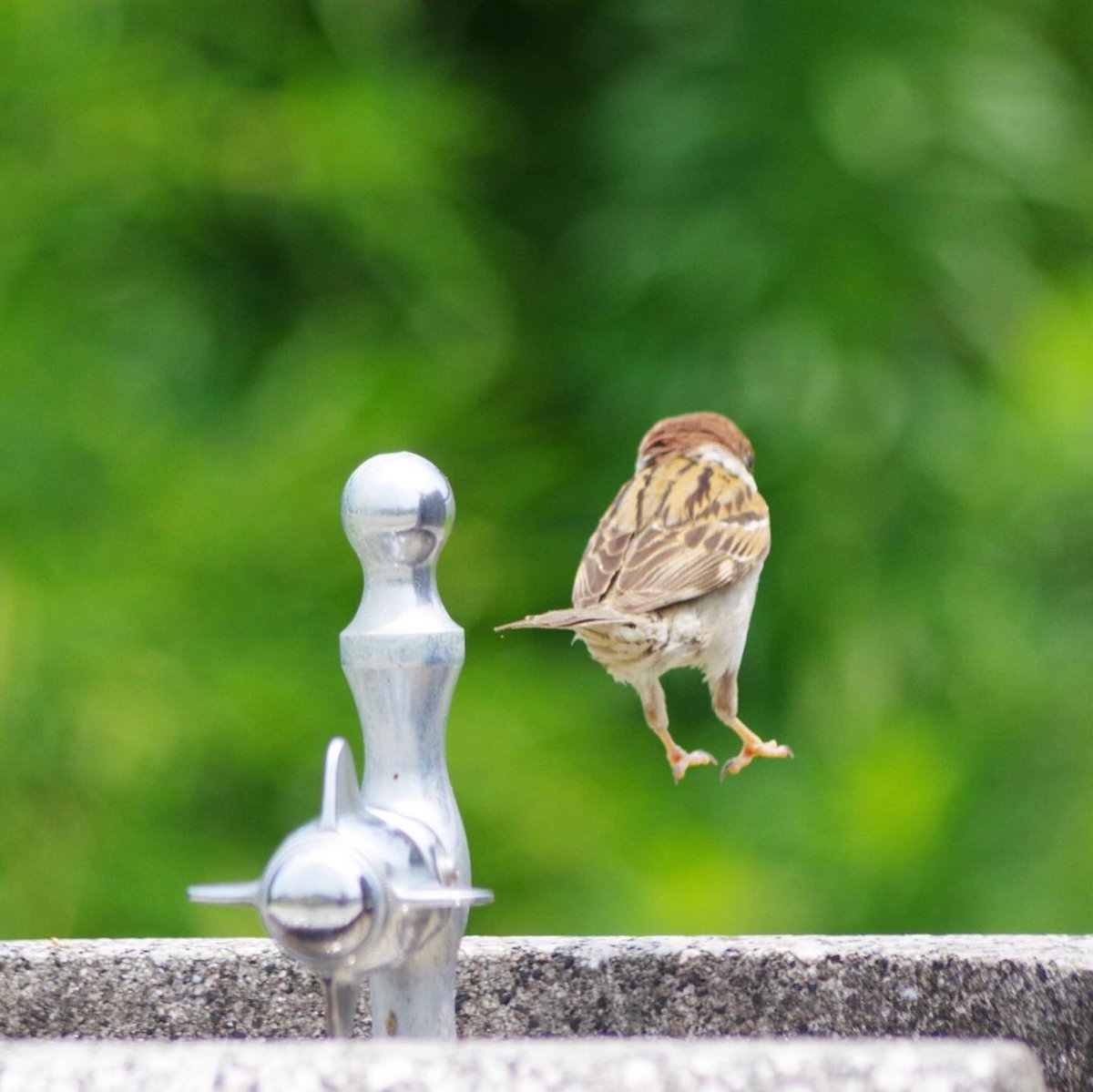 なんかかわいい

#雀 #スズメ #すずめ #sparrow #鳥 #小鳥 #野鳥 #ちゅん活 #スズメ写真集 #bird