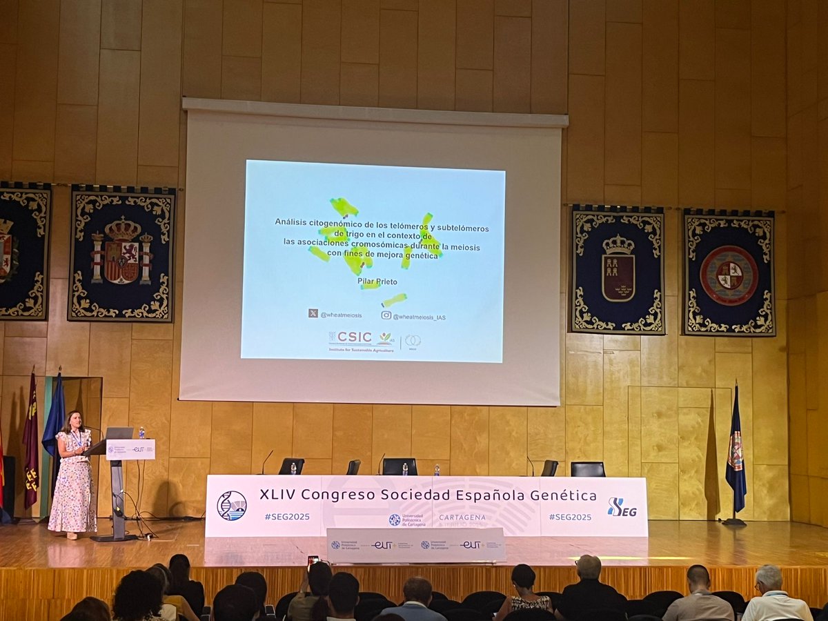 segenetica's tweet photo. Pilar Prieto nos trae desde @IAS_CSIC la última comunicación oral de esta sesión previa a las #flashtalk, turno para las plantas, nos habla de #mejoragenetica en #trigo https://t.co/YnOctIZwjs