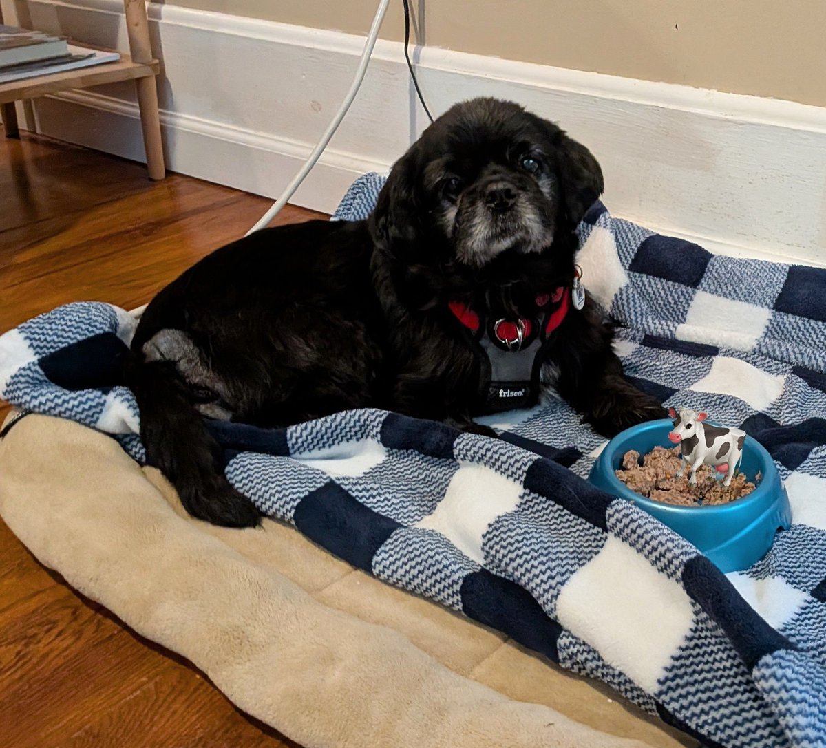 Day 9: cow appreciation 

They're delicious. 

#dogsoftwitter #PostAFavPic4VioletJul25 <a href="/Violet_theNewfy/">Violet the Newfy</a>