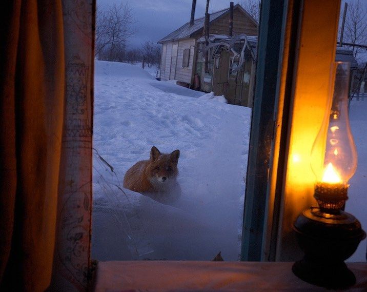 Frogmouth (@yumcarton) on Twitter photo 