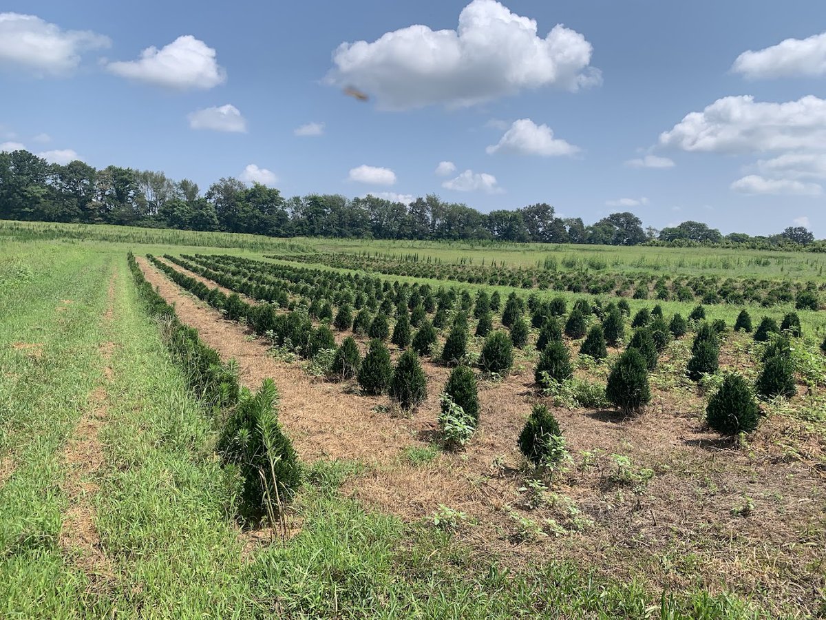 Ranabhat Nar (@utplantpathodoc) on Twitter photo Another productive day visiting ornamental nurseries in Franklin County, TN. Grateful for the opportunity to connect and collaborate! #ExtensionMatters #RealLifeSolutions <a href="/epp_tn/">UT Entomology & Plant Pathology</a> <a href="/utextension/">UT Extension</a> <a href="/UTIAg/">UT Institute of Agriculture</a> Another productive day visiting ornamental nurseries in Franklin County, TN. Grateful for the opportunity to connect and collaborate! #ExtensionMatters #RealLifeSolutions <a href="/epp_tn/">UT Entomology & Plant Pathology</a> <a href="/utextension/">UT Extension</a> <a href="/UTIAg/">UT Institute of Agriculture</a>