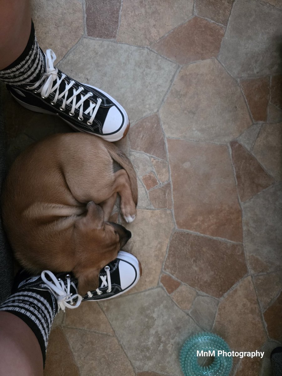 MnM01025's tweet photo. Percy♡ (he's just a sleepy baby) https://t.co/z7qoQa8LYi