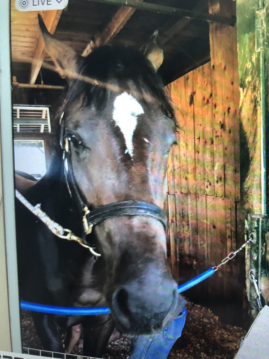 Racing Peeps: photo of my filly Clover Street. First foal from my mare Fortune Street. Raced from 2 to 5. June came in 8 th. Gave her time out but am retiring her. Had 21 starts (2)6(3) earned over 232 k.following my gut to say it’s enough. Breed to a NY sire. Race her baby.