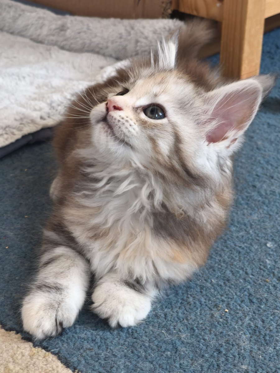 should i adopte her ?? 🥺