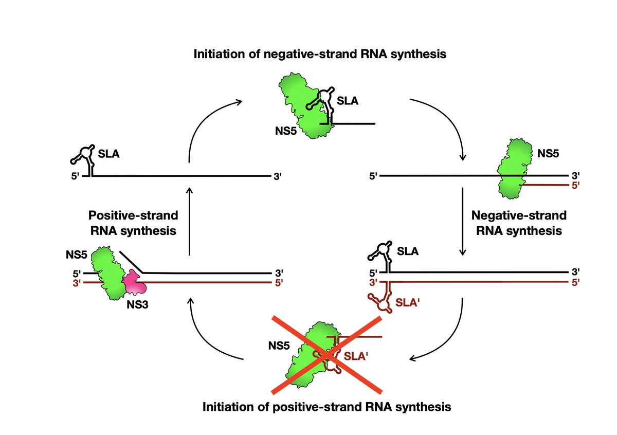 RNAJournal's tweet image. Zika virus negative-strand synthesis requires interaction between SLA and the viral polymerase, NS5, but the complementary negative-strand structure, SLA´, is not needed for positive-strand synthesis. bit.ly/3GhvAHJ