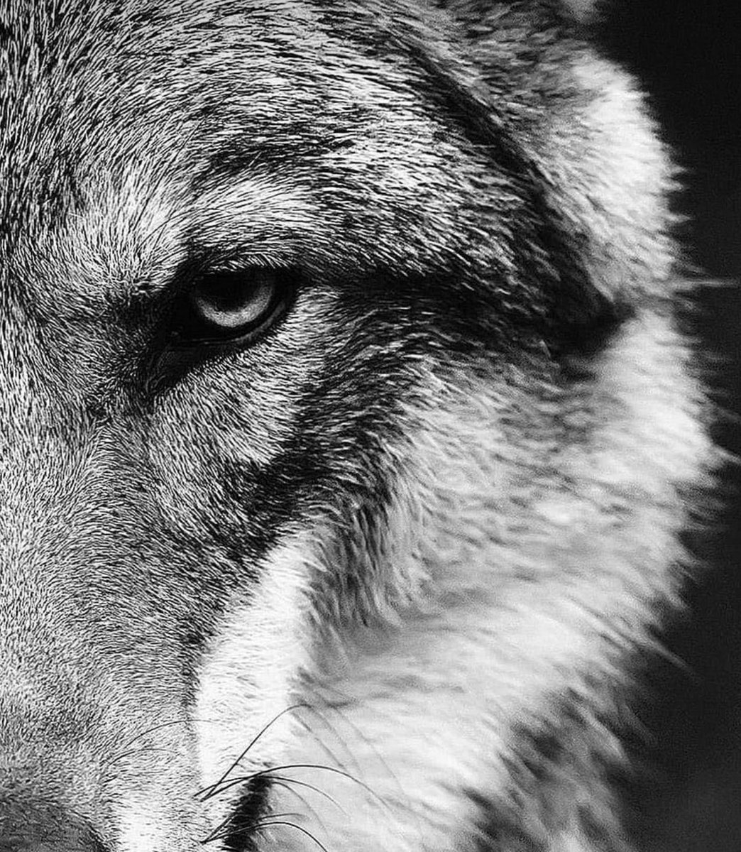 “Seni tanımlayan iki şey vardır;

Hiçbir şeyin olmadığında gösterdiğin sabır,

Her şeye sahip olduğunda sergilediğin tavır.”