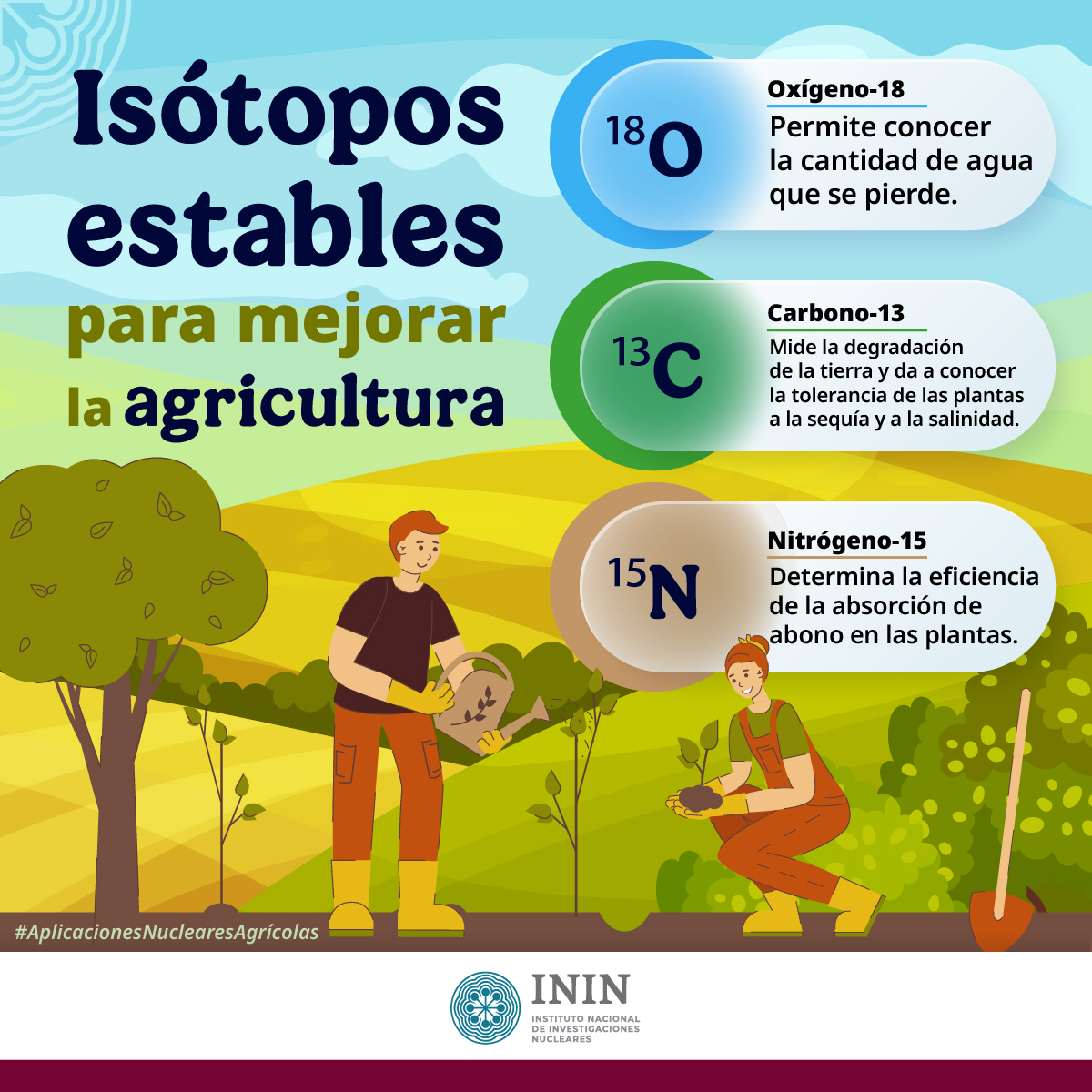 inin_mx's tweet image. En el ININ se perfecciona la técnica de producción de biofertilizantes con isótopos estables, para convertirla en la alternativa principal de los productores de zonas del altiplano mexicano donde hay condiciones de sequía y baja disponibilidad de nutrientes. #ININxMejoresCultivos