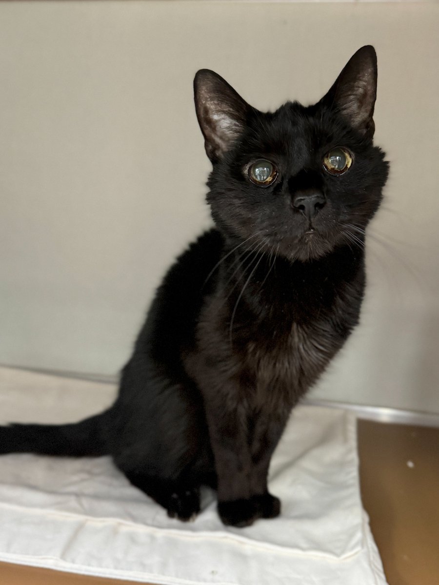 Marco is 15 years old. 

He shouldn't be living in a shelter, but yet, day after day passes &amp; no one asks about him.

Marco is one of the sweetest cats we've ever met. He has hyperthyroidism, but it is easily managed.

Please come meet him and see why we love him so much.