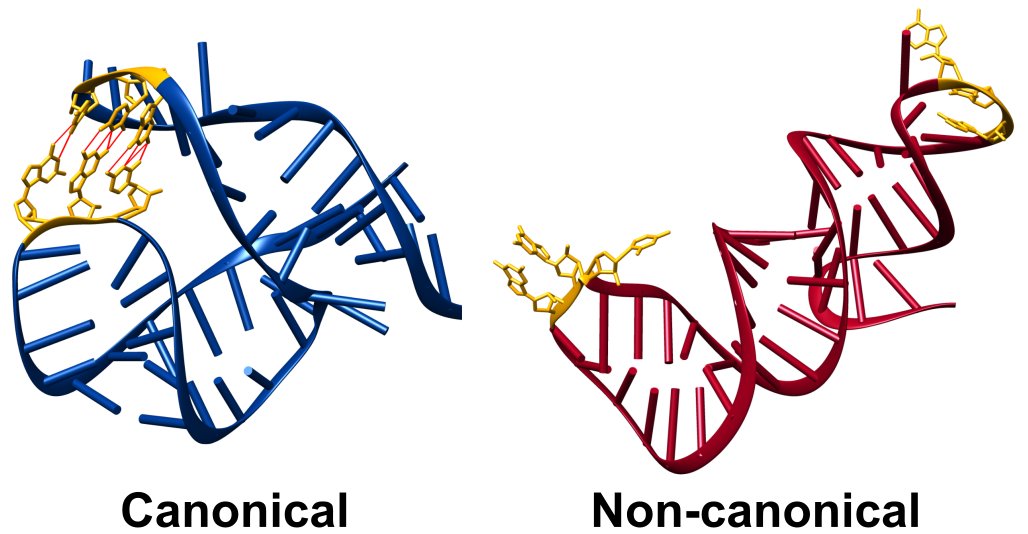 RNAJournal's tweet image. Discovery of a novel RNA polymerase III transcribed Alu RNA reveals a canonical and non-canonical tertiary structure and significant differences in association with the Alu RNA protein binding partner. bit.ly/3TFUrbf