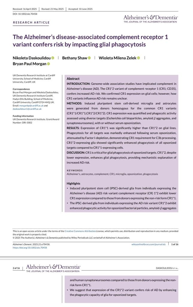 Nikoleta Daskoulidou (@daskoulidou) on Twitter photo ๐ข It's out! Thrilled to share our latest paper in Alzheimerโs & Dementia <a href="/alzdemjournals/">Alzheimer's & Dementia Journals</a>! ๐ง
We show that Complement Receptor 1 (CR1)- a top genetic hit for Alzheimer's disease-confers risk by impacting glial phagocytosis.
Check it out ๐ โฌ๏ธ
alz-journals.onlinelibrary.wiley.com/doi/10.1002/alโฆ <a href="/UKDRI/">UK Dementia Research Institute</a> ๐ข It's out! Thrilled to share our latest paper in Alzheimerโs & Dementia <a href="/alzdemjournals/">Alzheimer's & Dementia Journals</a>! ๐ง
We show that Complement Receptor 1 (CR1)- a top genetic hit for Alzheimer's disease-confers risk by impacting glial phagocytosis.
Check it out ๐ โฌ๏ธ
alz-journals.onlinelibrary.wiley.com/doi/10.1002/alโฆ <a href="/UKDRI/">UK Dementia Research Institute</a>
