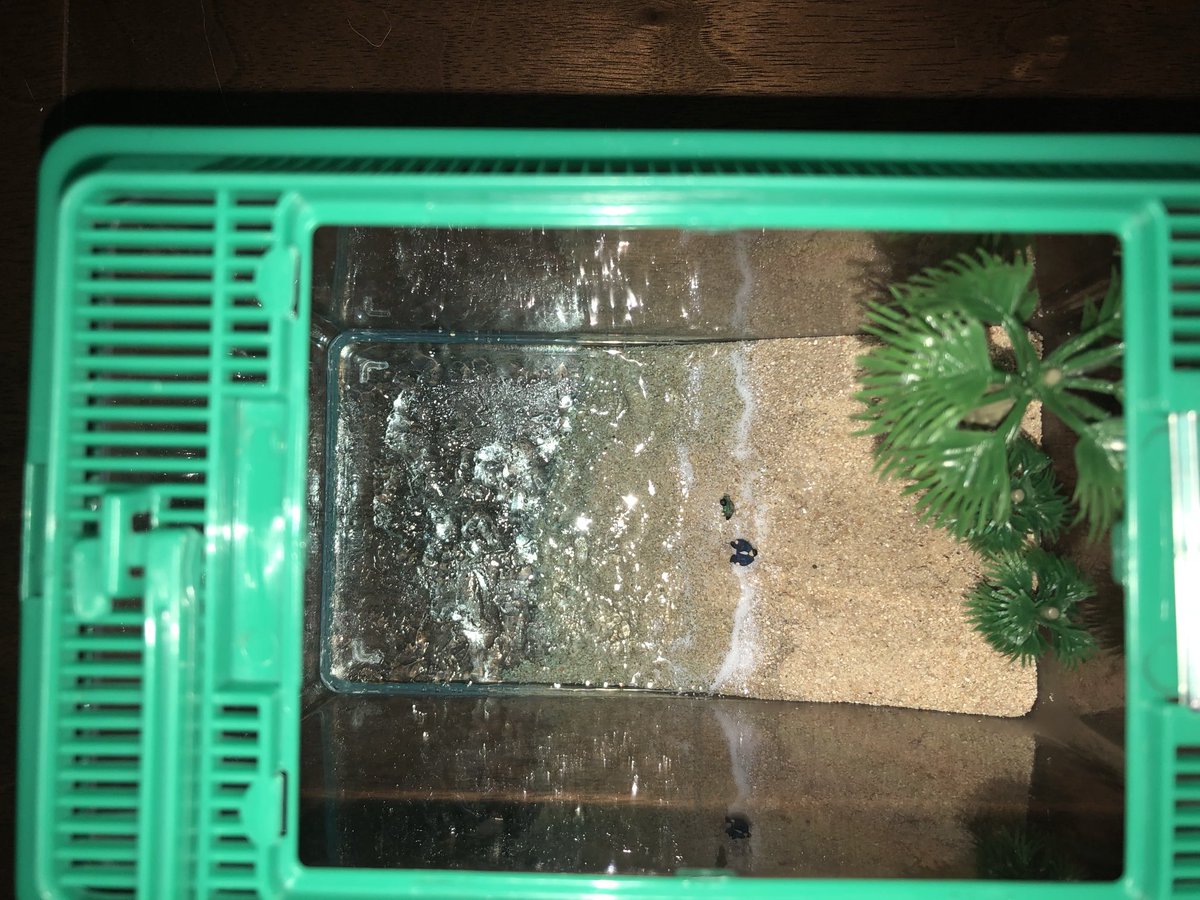 okavader's tweet photo. 昔つくった「ソナチネ」飼育セット。 https://t.co/2PbeMdKdZC