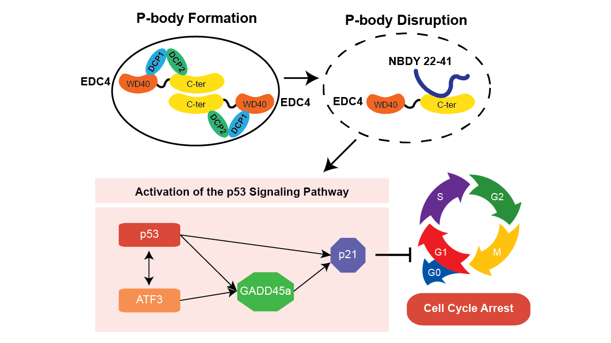 RNAJournal's tweet image. The C-terminal domain of EDC4 scaffolds P-body assembly, and its disruption by the NBDY 22–41 peptide activates the p53 pathway and limits tumor proliferation, linking P-body dynamics to gene control. bit.ly/448qaGM