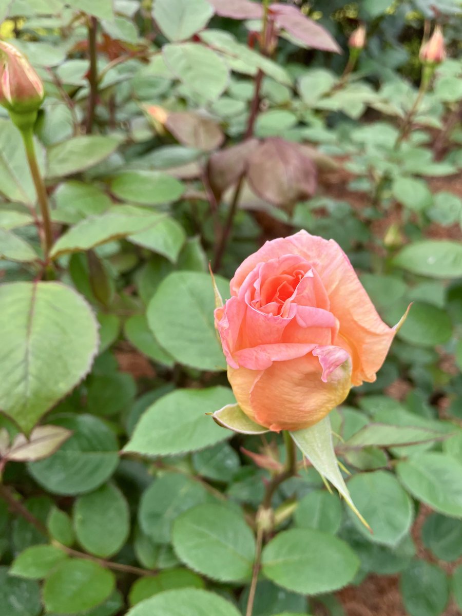 The atmosphere is heated
I’ve already got wings to fly away from here
But to where?

I only wonder
And wondering makes me more drawn in
It’s hard to understand
But it’s true
I have to admit it

I’m honest to my love

I hope you know that

#poetrycommunity 
#RoseWednesday