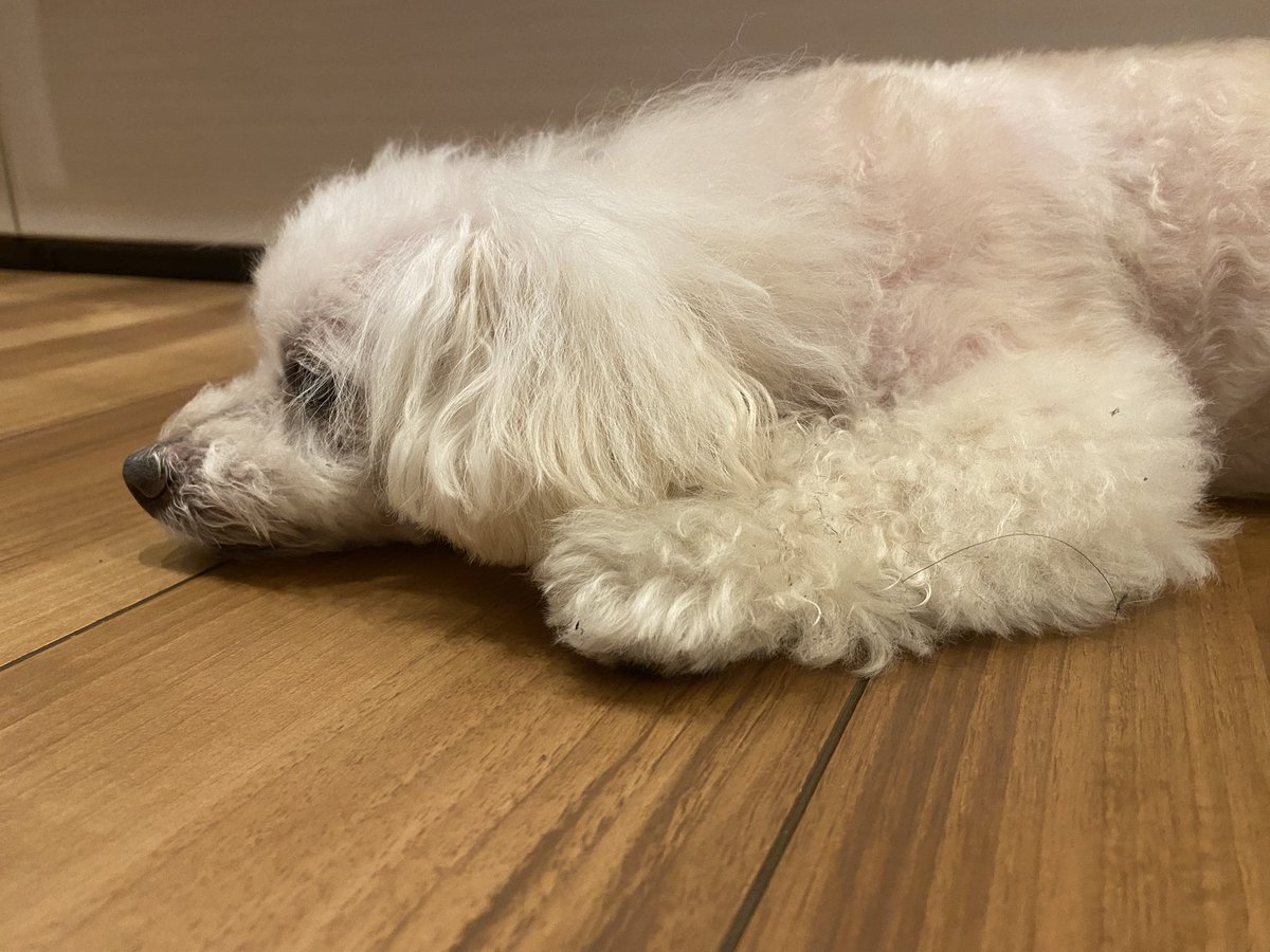 ✹( '-' ✹ )ｳﾆ!✺✺✺