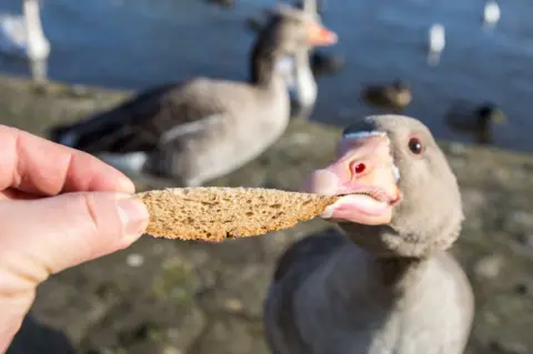 TheAngryCoeliac's tweet photo. New research shows that 0.86% of Geese are Coeliac. Save the ducks and geese, leave you poisonous bread at home. #WeEatToo https://t.co/kHSUJsgWBi