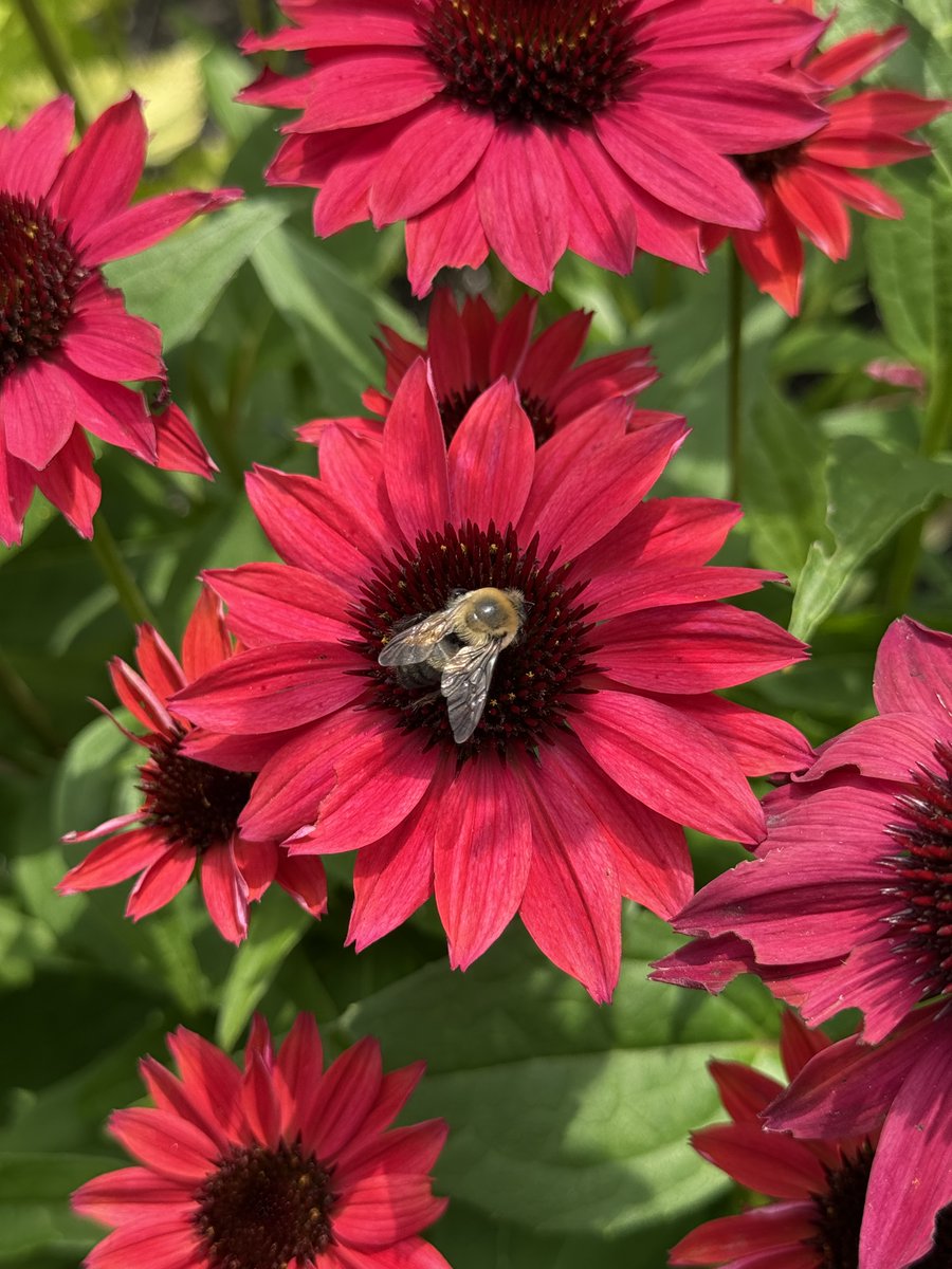 oldwestburygard's tweet photo. The Walled Garden is buzzing with life—literally! 🐝🌼
Echinacea 'Cheyenne Spirit' is in bloom, drawing visitors and pollinators alike. Come see what’s blooming! 📸Gaby Kantor, Walled Garden Supervisor
#OldWestburyGardens #PollinatorParadise #CheyenneSpirit #LongIsland https://t.co/XEuxQArTk6