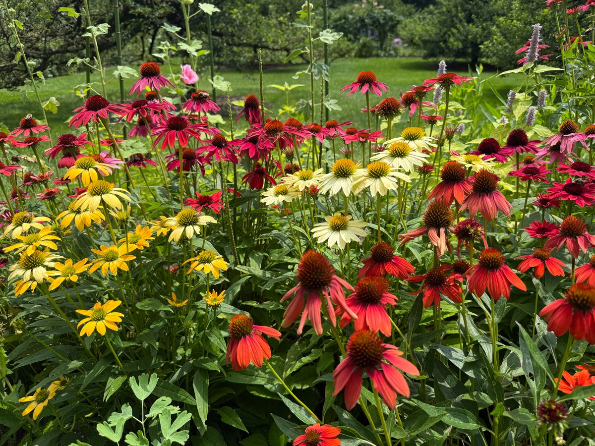 oldwestburygard's tweet photo. The Walled Garden is buzzing with life—literally! 🐝🌼
Echinacea 'Cheyenne Spirit' is in bloom, drawing visitors and pollinators alike. Come see what’s blooming! 📸Gaby Kantor, Walled Garden Supervisor
#OldWestburyGardens #PollinatorParadise #CheyenneSpirit #LongIsland https://t.co/XEuxQArTk6