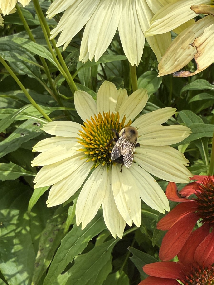 oldwestburygard's tweet photo. The Walled Garden is buzzing with life—literally! 🐝🌼
Echinacea 'Cheyenne Spirit' is in bloom, drawing visitors and pollinators alike. Come see what’s blooming! 📸Gaby Kantor, Walled Garden Supervisor
#OldWestburyGardens #PollinatorParadise #CheyenneSpirit #LongIsland https://t.co/XEuxQArTk6