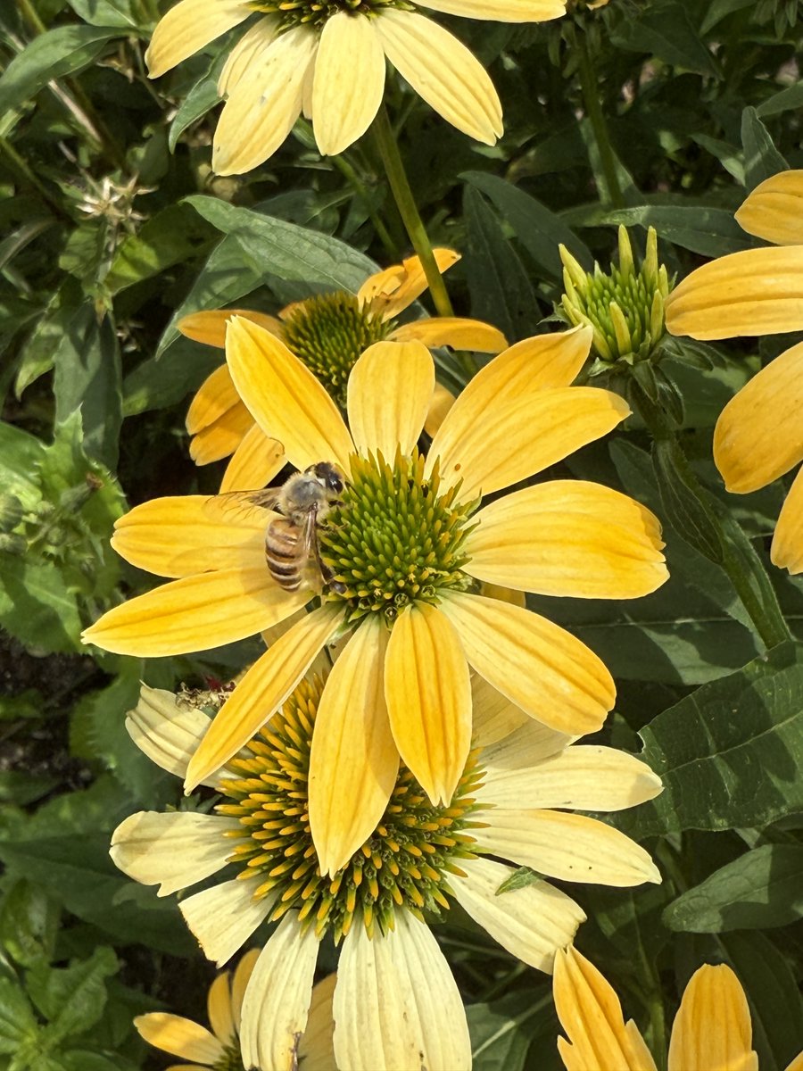 The Walled Garden is buzzing with life—literally! 🐝🌼
Echinacea 'Cheyenne Spirit' is in bloom, drawing visitors and pollinators alike. Come see what’s blooming! 📸Gaby Kantor, Walled Garden Supervisor

#OldWestburyGardens #PollinatorParadise #CheyenneSpirit #LongIsland
