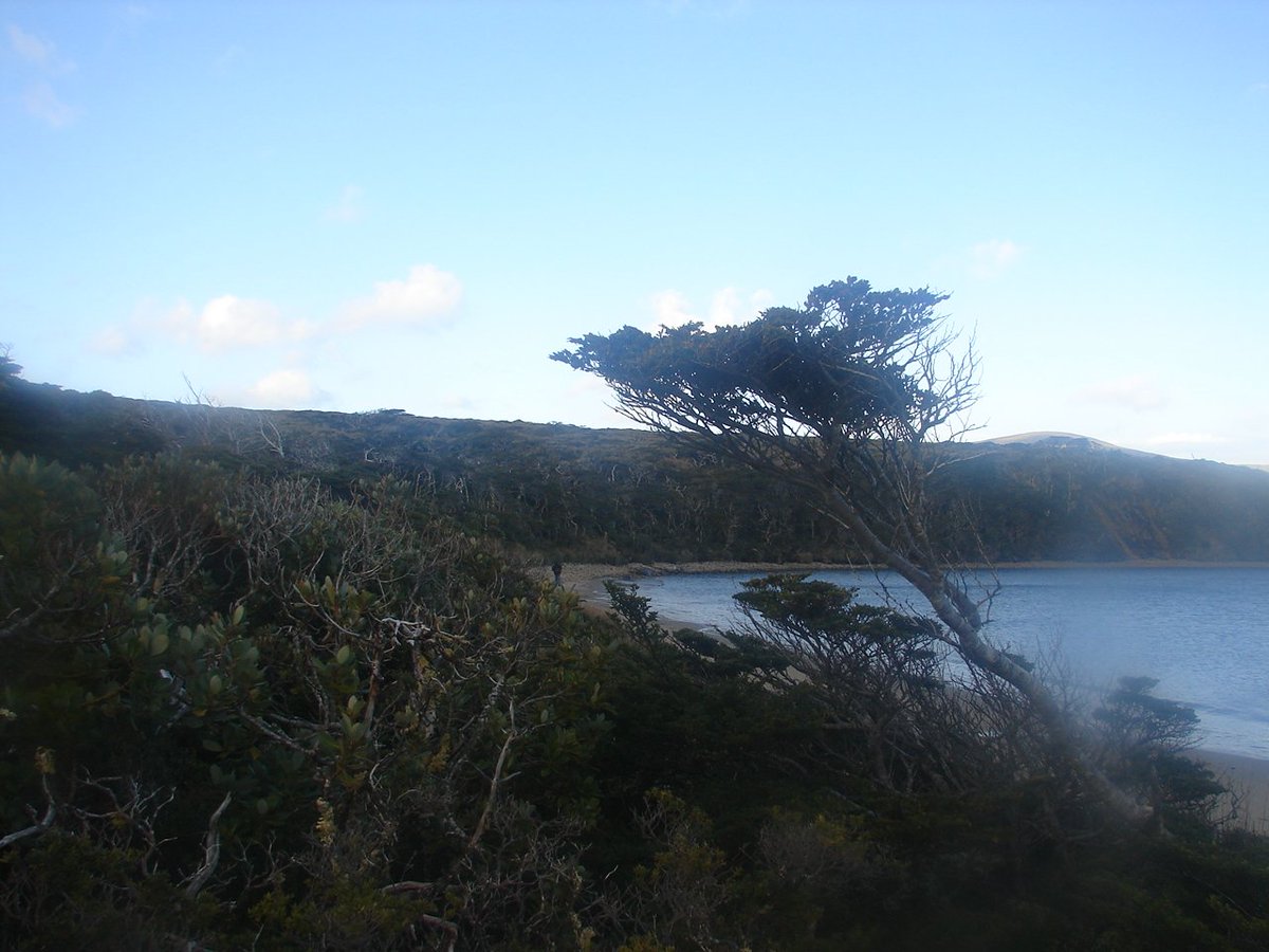 conaf_magalla's tweet image. Al cumplirse 20 años de la Reserva de la Biosfera Cabo de Hornos, designada por la UNESCO, @conaf_magalla entregó a la comunidad de Puerto Williams árboles nativos e informacion preventiva junto a @DPPAntarticaCL,@udemagallanes comunidad yagan y @centrochic @conaf_minagri