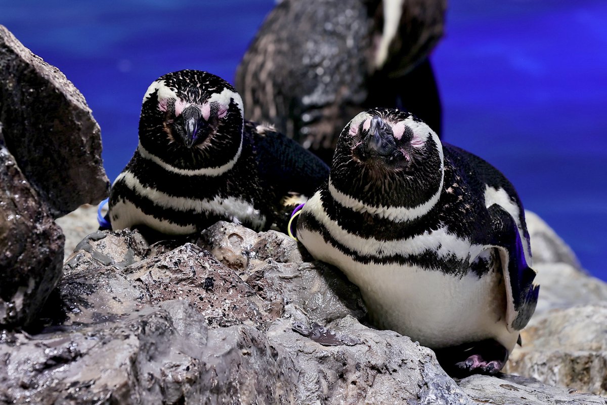 おやすみなさい🐧🐧💤
#すみだ水族館 #マゼランペンギン