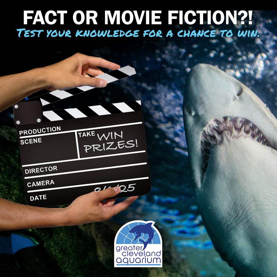 cleaquarium's tweet image. Did you learn everything you know about sharks from the movies? Answer 5 questions about sharks’ real-world behavior and importance for a chance to win a #cleaquarium Family Pass, a shark tracking bracelet and a 6″ shark plush. #clefinfest greaterclevelandaquarium.com/event/fin-fest…