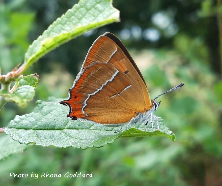 Worcs Wildlife Trust (@worcswt) on Twitter photo Wow! 😲
This is the earliest record of a brown hairstreak in #Worcestershire, as confirmed by our friends at <a href="/BC_WestMids/">West Midlands Butterfly Conservation</a>
These elusive butterflies usually fly high in the tree canopy from the end of July but one of our colleagues spotted this at eye level this afternoon.
If Wow! 😲
This is the earliest record of a brown hairstreak in #Worcestershire, as confirmed by our friends at <a href="/BC_WestMids/">West Midlands Butterfly Conservation</a>
These elusive butterflies usually fly high in the tree canopy from the end of July but one of our colleagues spotted this at eye level this afternoon.
If