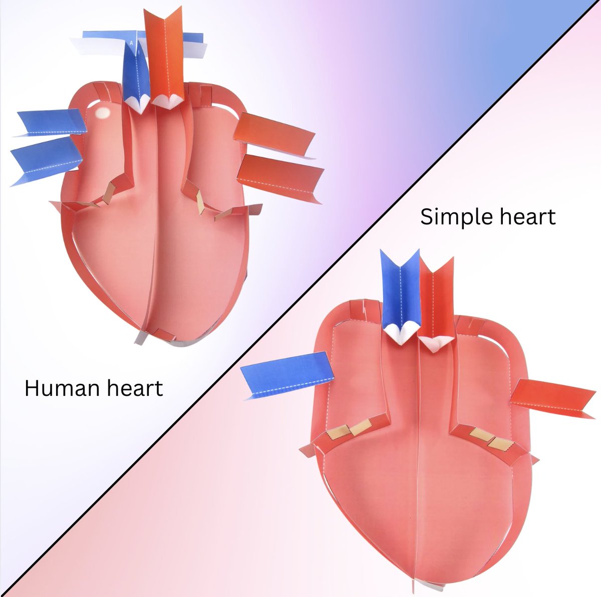 OrigamiCells's tweet image. Always great to meet teachers & chat! Many were delighted to find out we have simplified versions of our models to help you teach students of all abilities!
Human Heart: bit.ly/2Rz50rOp
Simple Heart: buff.ly/uT5SB5n
#iteachbio #heart @chatbiology