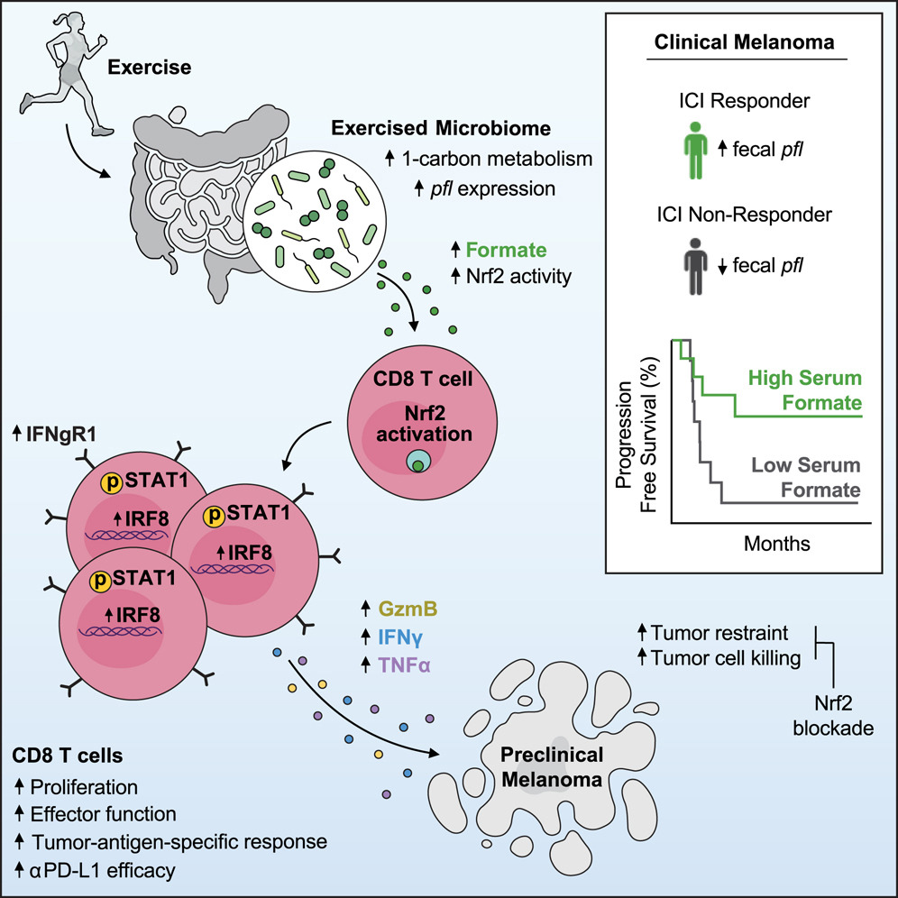 How exercise works through the gut microbiome to enhance response to cancer immunotherapy
cell.com/cell/fulltext/… <a href="/CellCellPress/">Cell</a>