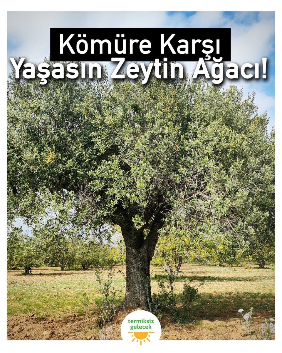 Kömür karadır, zehirdir, yok eder.
Zeytin ağacı yaşamdır, köktür, dirençtir.

Bugün sadece bir ağacı değil,
Binlerce yıllık bir kültürü,
Toprağıyla barışık bir geleceği,
Ve çocuklarımıza bırakacağımız nefes hakkını savunuyoruz.

Yeni Maden Yasası ile zeytinliklerimizin,