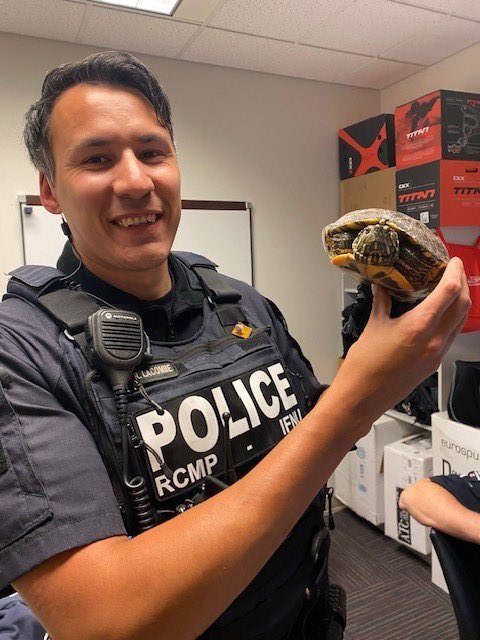 nvanrcmp's tweet image. While on patrol along Dollarton Hwy, one of our INFU members spotted an unexpected jaywalker: a turtle making a surprisingly determined dash across the road.
The officer pulled over, and in that moment the turtle locked eyes with him… a silent exchange of trust (and possibly…