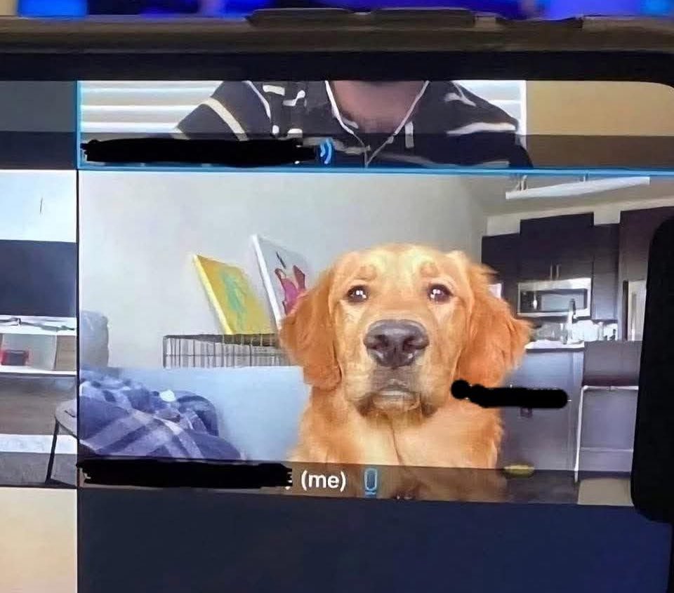 - Firulais, cúbreme, voy al baño…
-