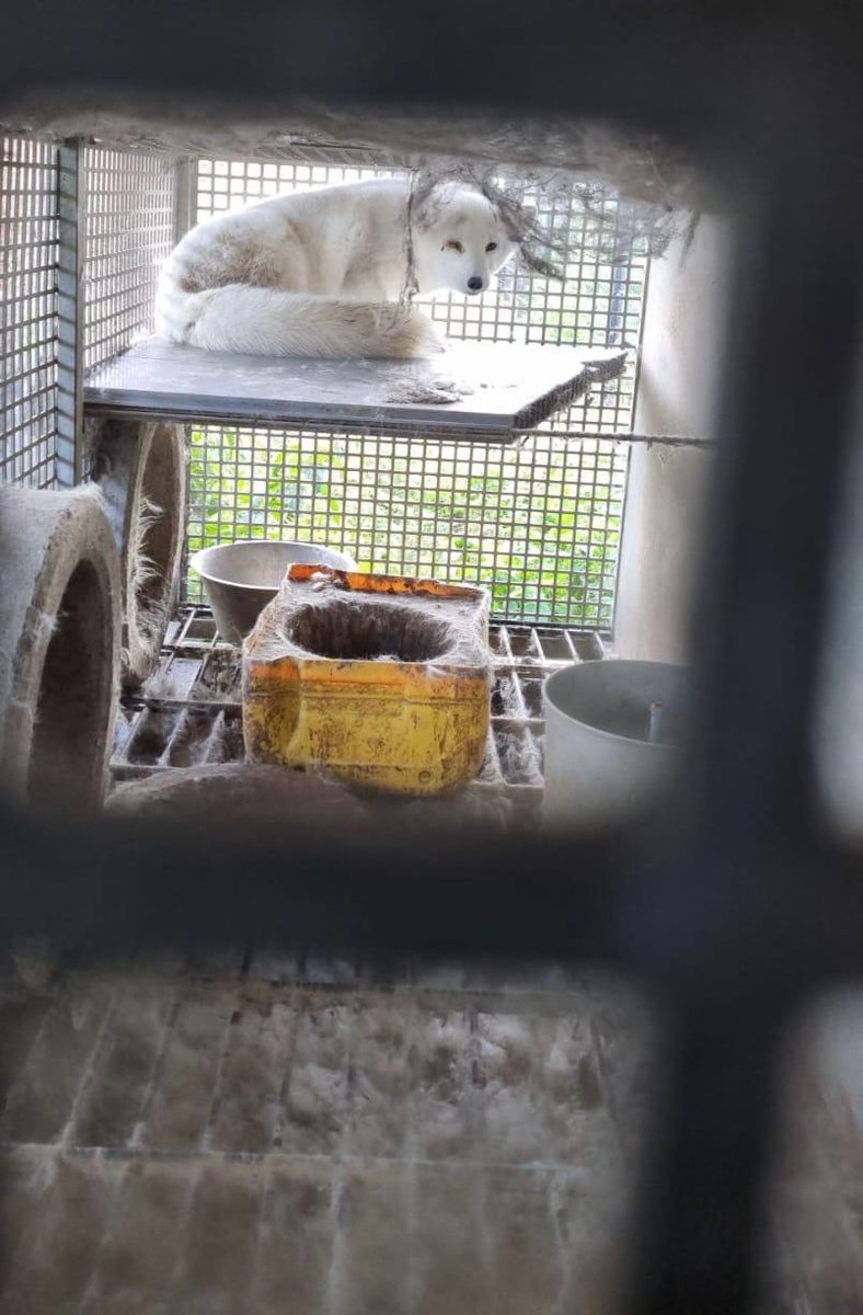 OPROEP!
Wie weet waar dit dier is?
Eind 2024 vroeg ik vereniging Veluwehunt wat er met deze poolvos is gebeurd. Ontsnapt was het antwoord.
Zo'n prachtige witte vos moet toch opvallen als hij daadwerkelijk is ontsnapt. Ik maak mij ernstige zorgen en wil heel graag weten waar dit