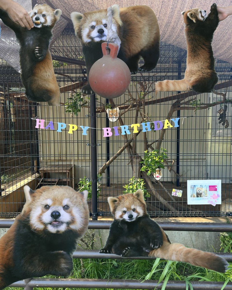 ハミィ (@hamichan831) / Posts / X