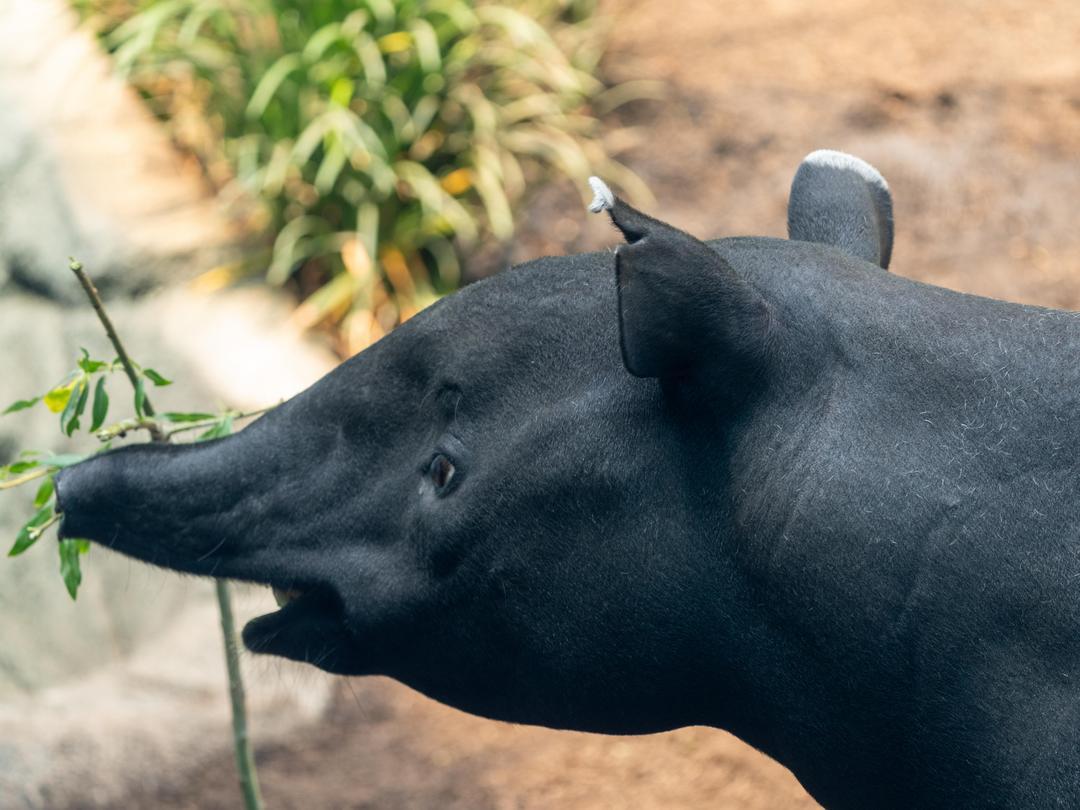 calgaryzoo's tweet photo. It’s #WatermelonWatchWednesday! 🍉
Why the name? While adult Malayan tapirs are known for their black-and-white colouring, their young are born with watermelon-like stripes and spots. These help to break up their silhouette and provide camouflage from predators. 👀
#YourZooYYC https://t.co/T2EIiEssgt
