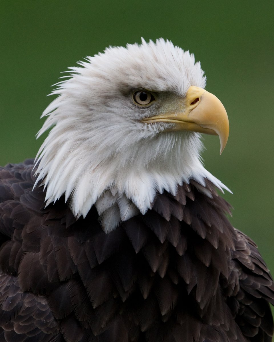 ohiodnr's tweet image. Our @OhioDivWildlife 2025 bald eagle census found 964 confirmed active bald eagle nests. Our Wildlife staff confirmed nest locations in 87 of Ohio’s 88 counties. Active nests were counted as those with an incubating eagle, eggs or eaglets present: ohiodnr.gov/discover-and-l…