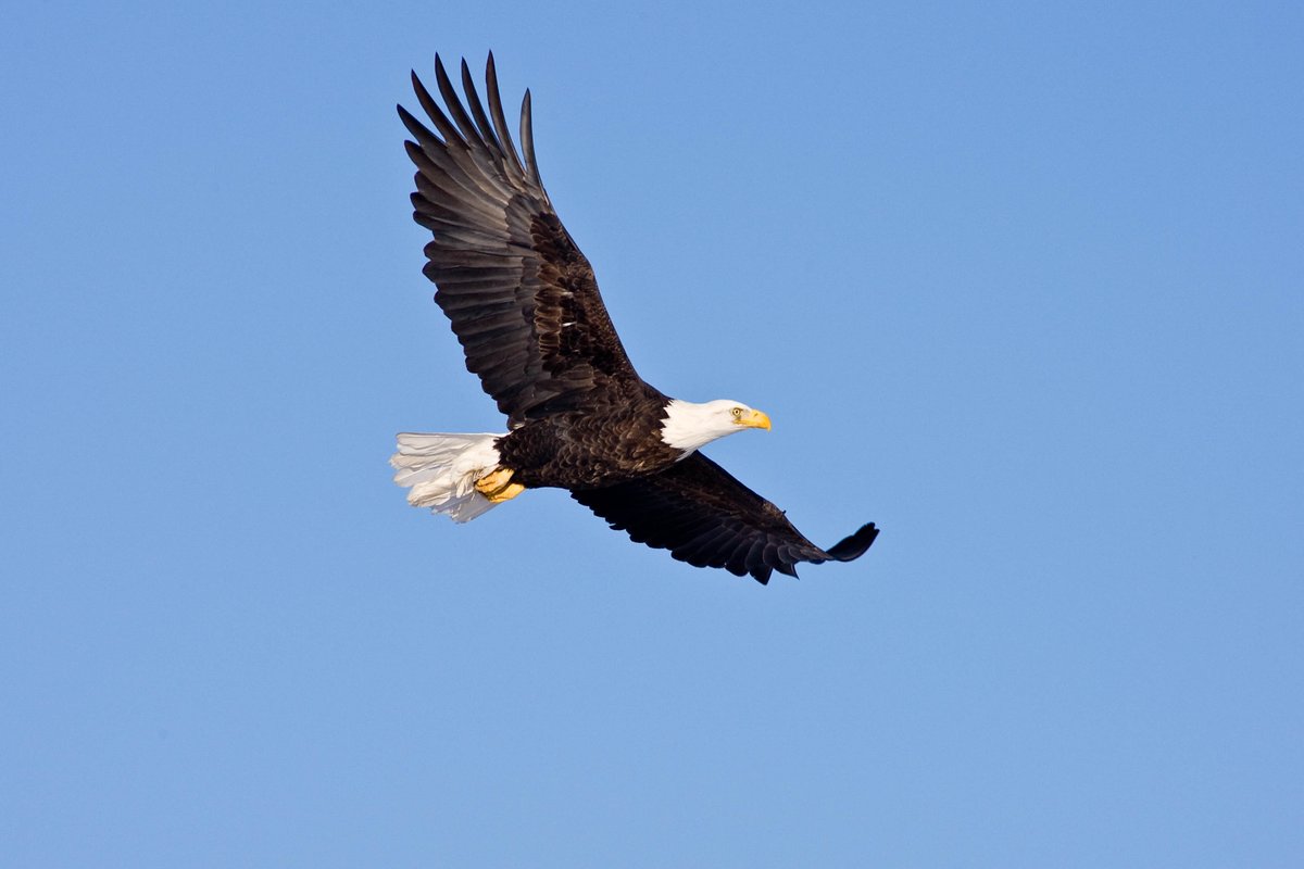ohiodnr's tweet image. Our @OhioDivWildlife 2025 bald eagle census found 964 confirmed active bald eagle nests. Our Wildlife staff confirmed nest locations in 87 of Ohio’s 88 counties. Active nests were counted as those with an incubating eagle, eggs or eaglets present: ohiodnr.gov/discover-and-l…
