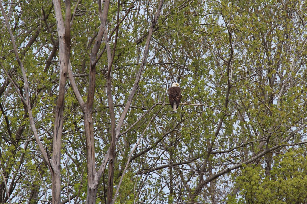 ohiodnr's tweet image. Our @OhioDivWildlife 2025 bald eagle census found 964 confirmed active bald eagle nests. Our Wildlife staff confirmed nest locations in 87 of Ohio’s 88 counties. Active nests were counted as those with an incubating eagle, eggs or eaglets present: ohiodnr.gov/discover-and-l…
