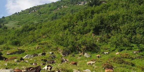 Im Sommer auf der Alp.. radiocorax.de/im-sommer-auf-…