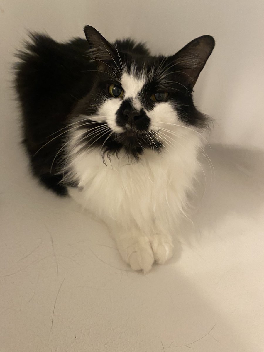 celestialcassie's tweet photo. Introducing my child: Holly 🐾 https://t.co/XnoUbtsd0S