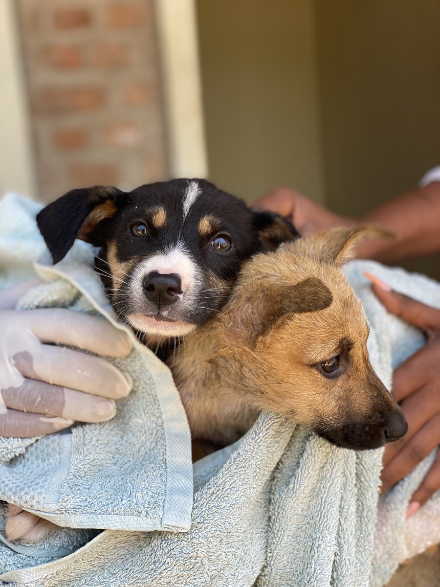 WAG Rwanda tweet media