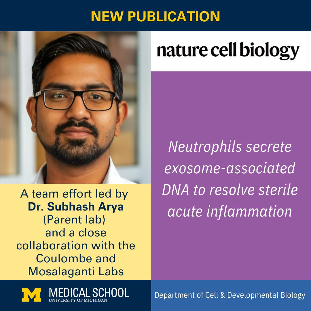 UMCDB's tweet image. New Publication led by Dr. Subhash Arya (@parentclab Lab) in close collaboration with the @PierreCoulombe8 and @s_mosalaganti Labs!
Nature Cell Biology published "Neutrophils secrete exosome-associated DNA to resolve sterile acute inflammation."
michmed.org/xryWj