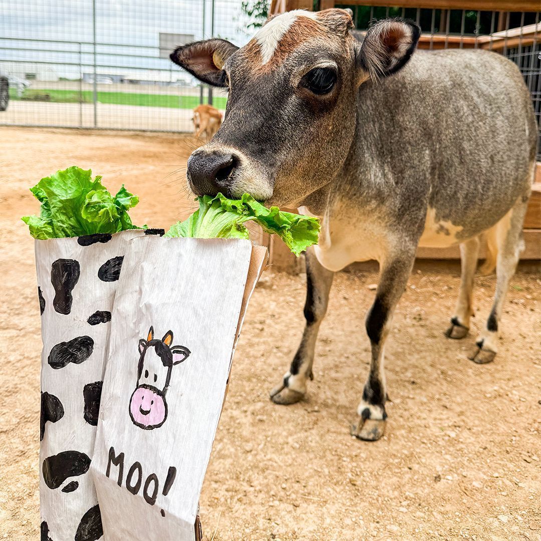 SnakeFarmZoo's tweet photo. Holy cow! Yesterday we celebrated Cow Appreciation Day. Our mini cow Birdshot had a mooo-gnificent time with her enrichment! https://t.co/DgjJwrpKD1