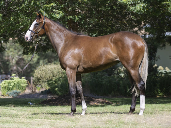 🚨 Moonlight Circus put on a clinic late —
🔥 Best L200 (+3.6L), Best L400 (+6.4L), 3rd Best L600 (+5.8L) of the day!
That’s serious closing speed.
💥 Reminder: She went +10.8L for her L600 in just her 2nd career start.
This girl has a motor. 🏇💨 #Sectionals #StarOnTheRise