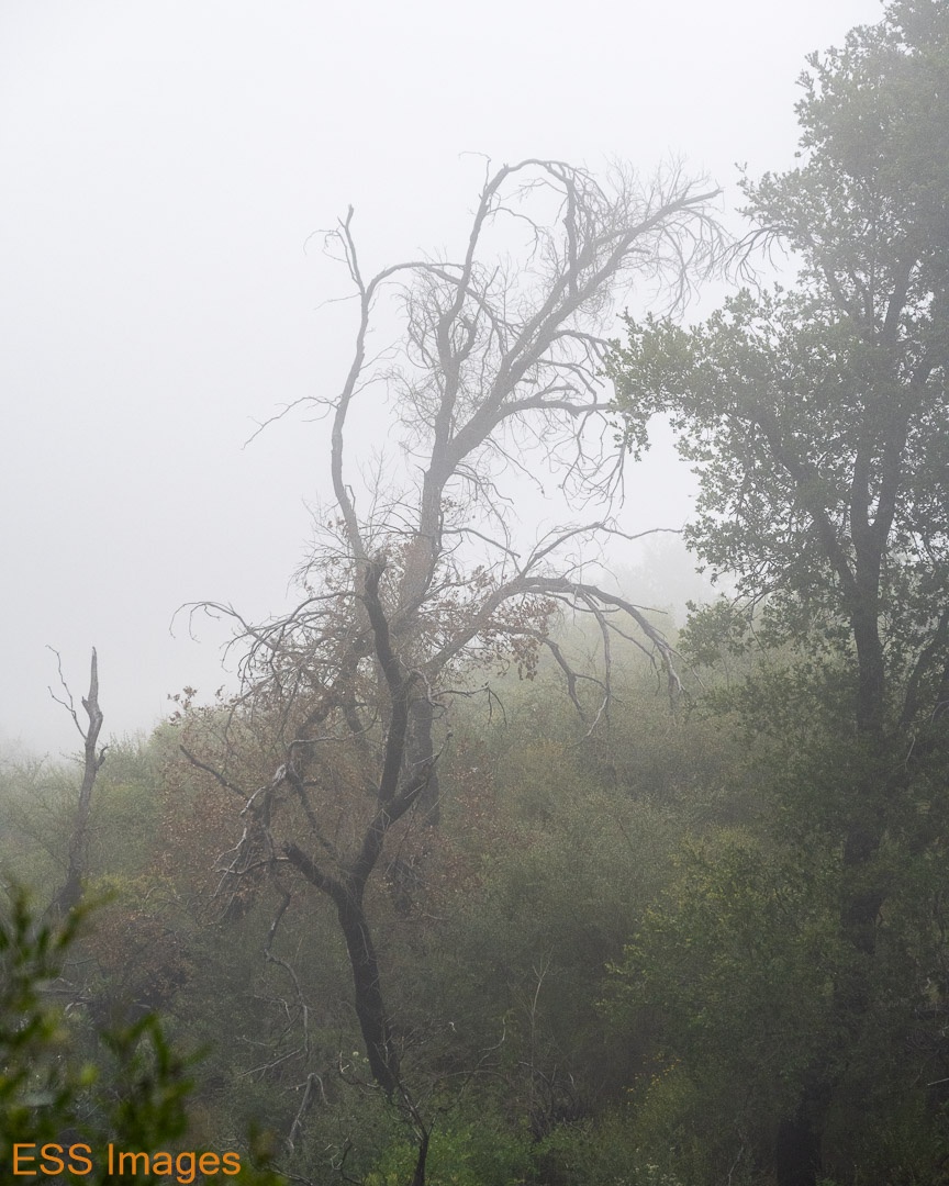 ESS_Images's tweet photo. First day in California last month we hiked up to the Montecito Hot Springs near Santa Barbara.  I loved this tree just hanging out in the fog.  Southern California in June...😶‍🌫️

#california #santabarbara
#hiking #mountains #fog #tree

#nikon #nikonphotography⁠
#nikonz7ii⁠ https://t.co/ER5DVs2vJh