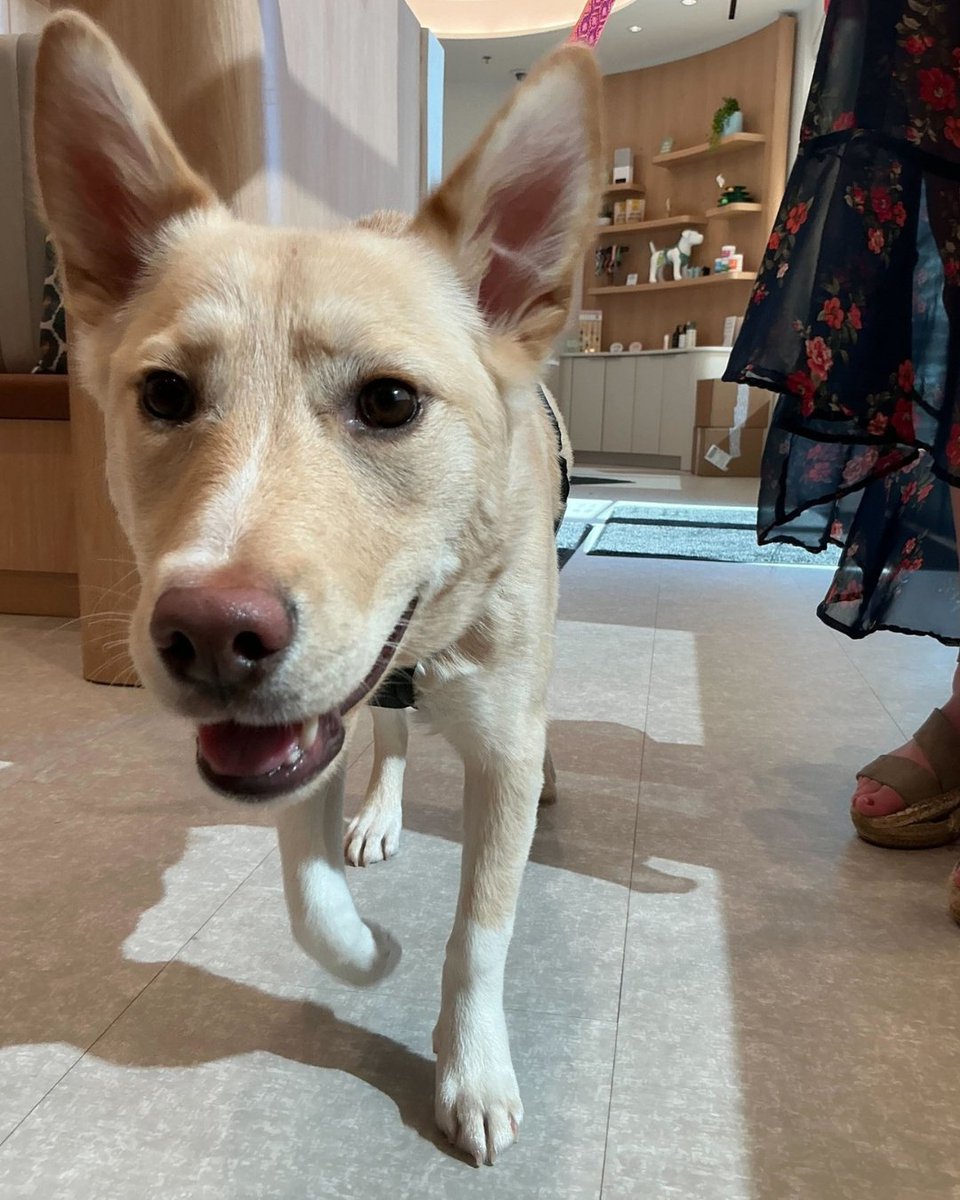 🐾 Did you know Plantation Walk is home to Chewy Vet Care? From routine checkups to urgent care, their team is here to help keep your pets happy and healthy, right in the heart of the community!