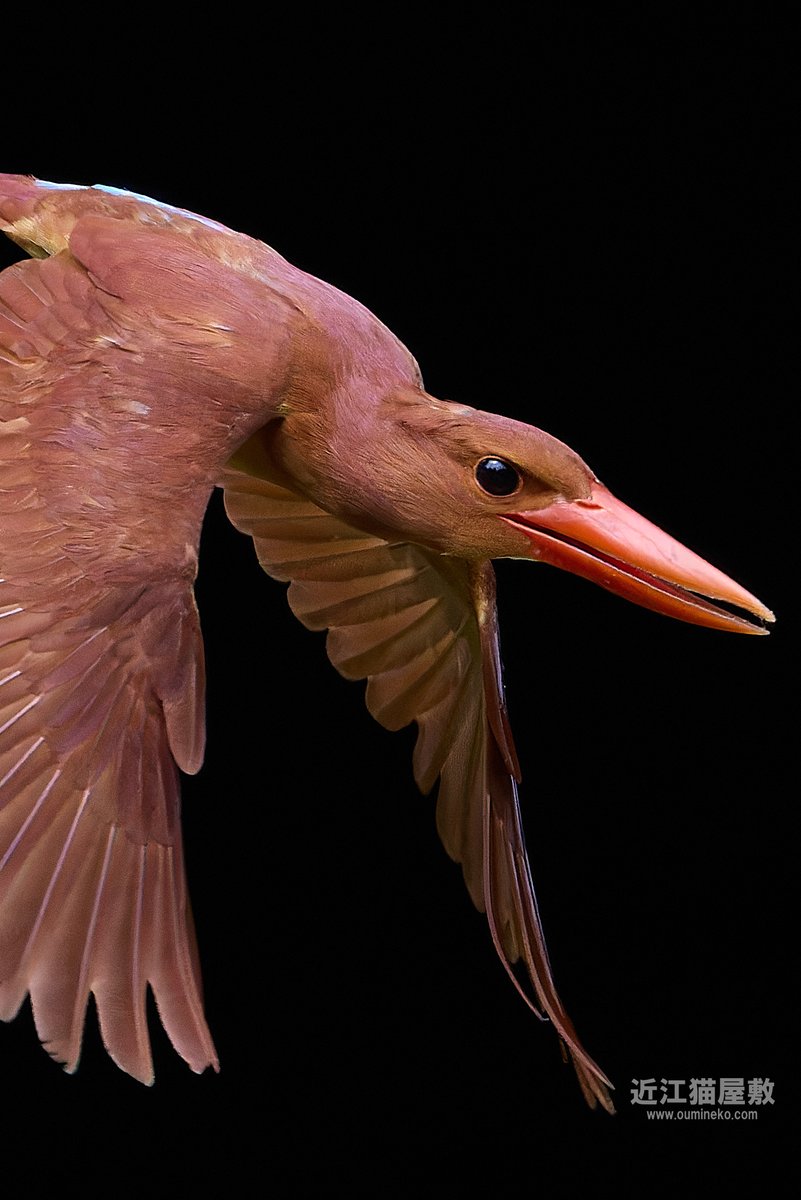 赤翡翠。相変わらず恐竜っぽい。 #野鳥撮影 #野鳥観察 oumineko.com/archives/34985