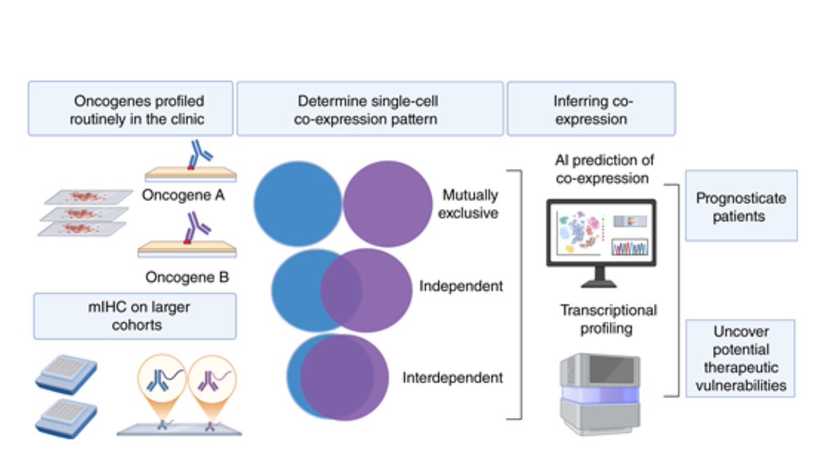 BCD_AACR's tweet image. Single-cell Resolved Oncogene Co-expression: From Principles to Clinical Impact brnw.ch/21wU14e #hemepath #hemeonc #bloodcancers
