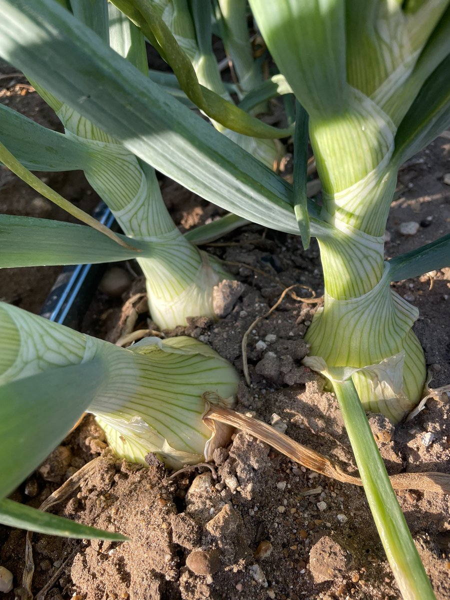 Jim Scarratt tweet media